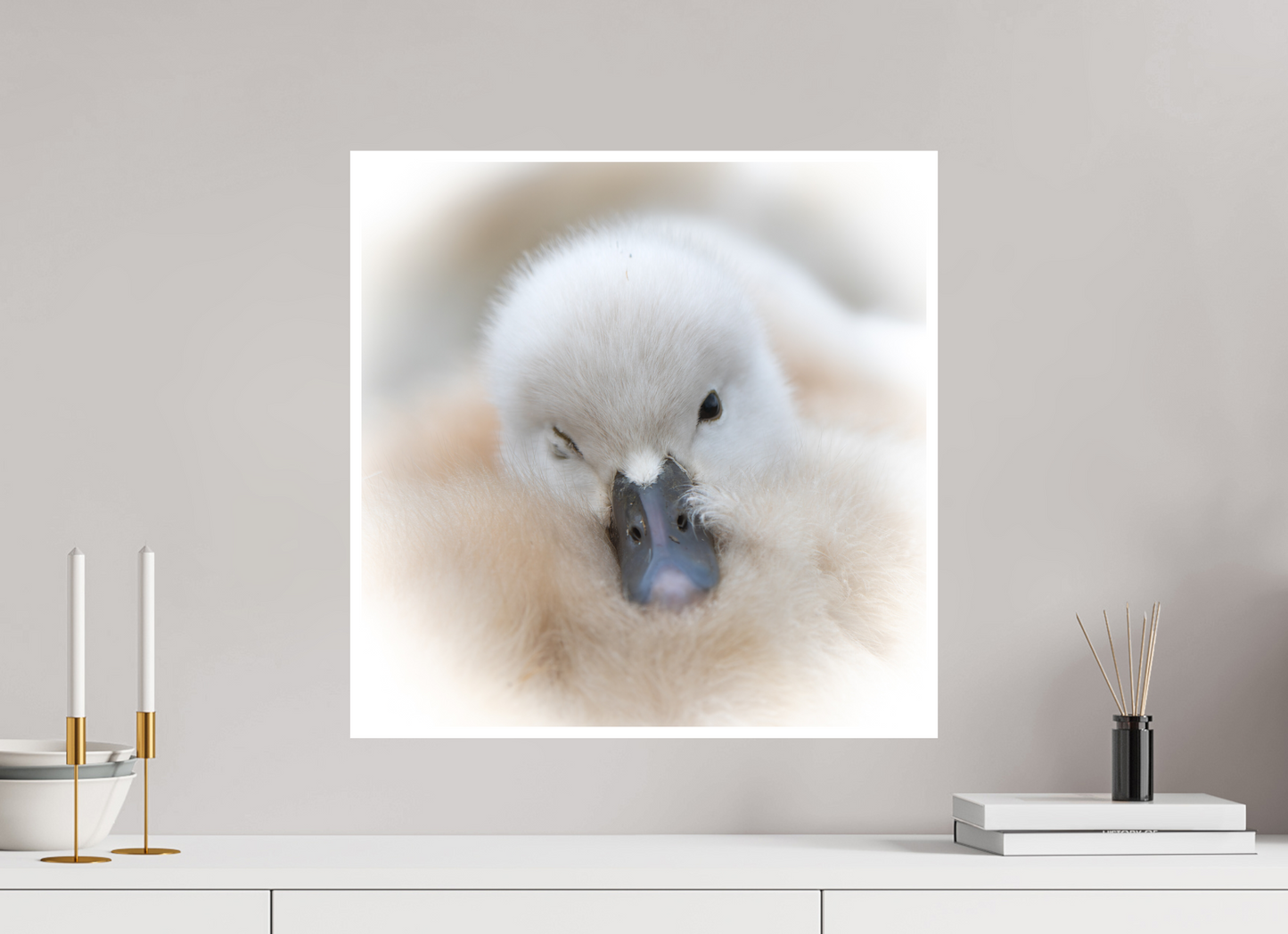 Cygne tuberculé | bouille d’amour