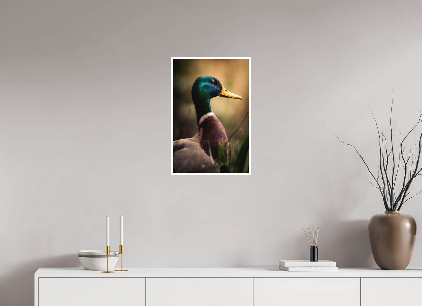 canard Colvert | le roi des canards