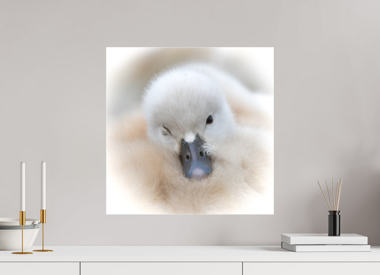 Cygne tuberculé | bouille d’amour