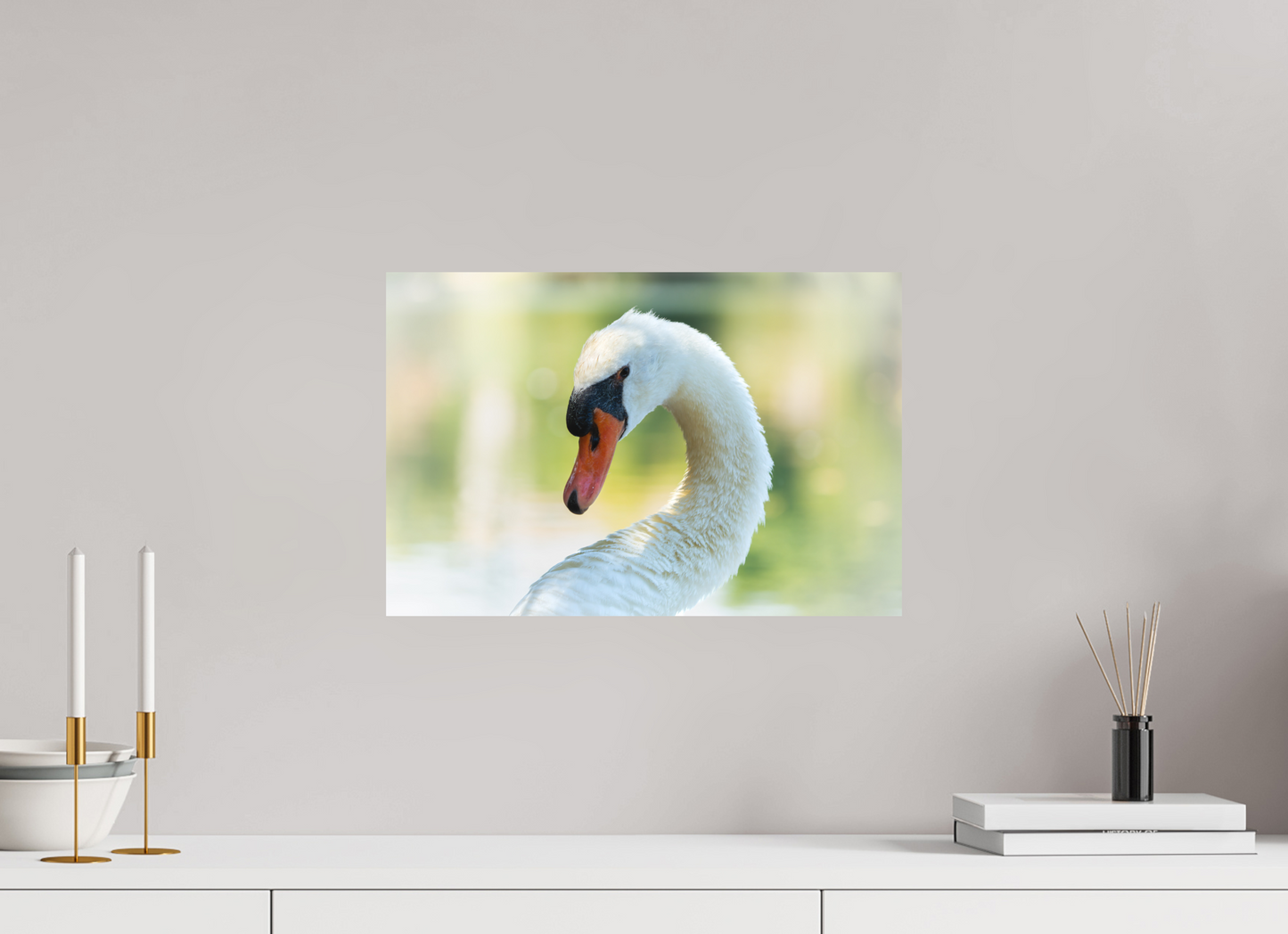 Cygne tuberculé | un doux portrait