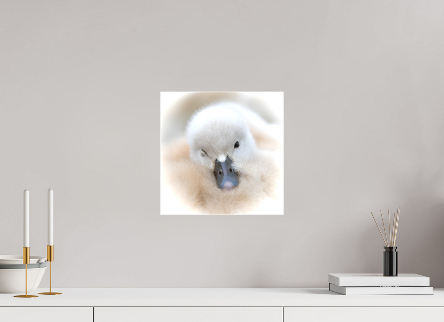 Cygne tuberculé | bouille d’amour