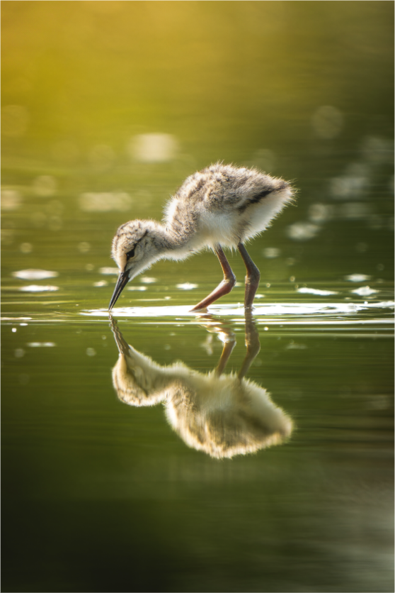 Reflet d’Innocence
