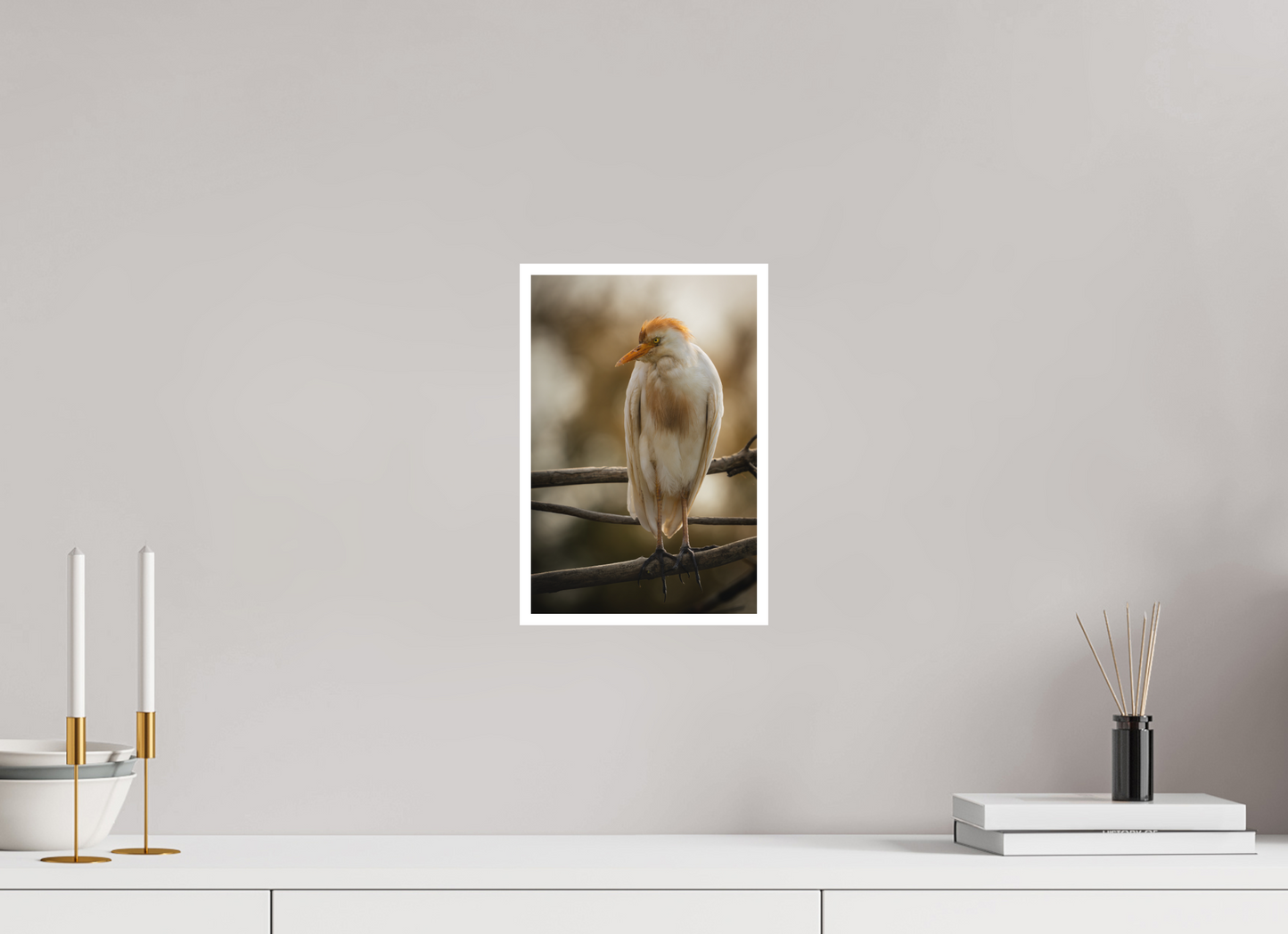 Héron Garde-bœuf | la fausse aigrette