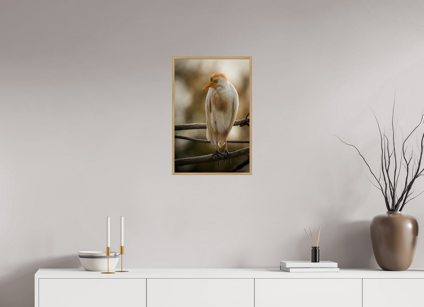 Héron Garde-bœuf | la fausse aigrette