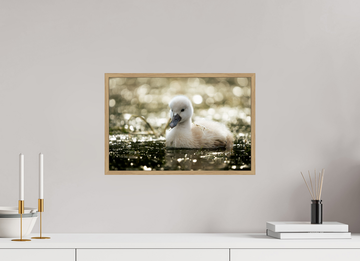 Cygne tuberculé | le nouveau née