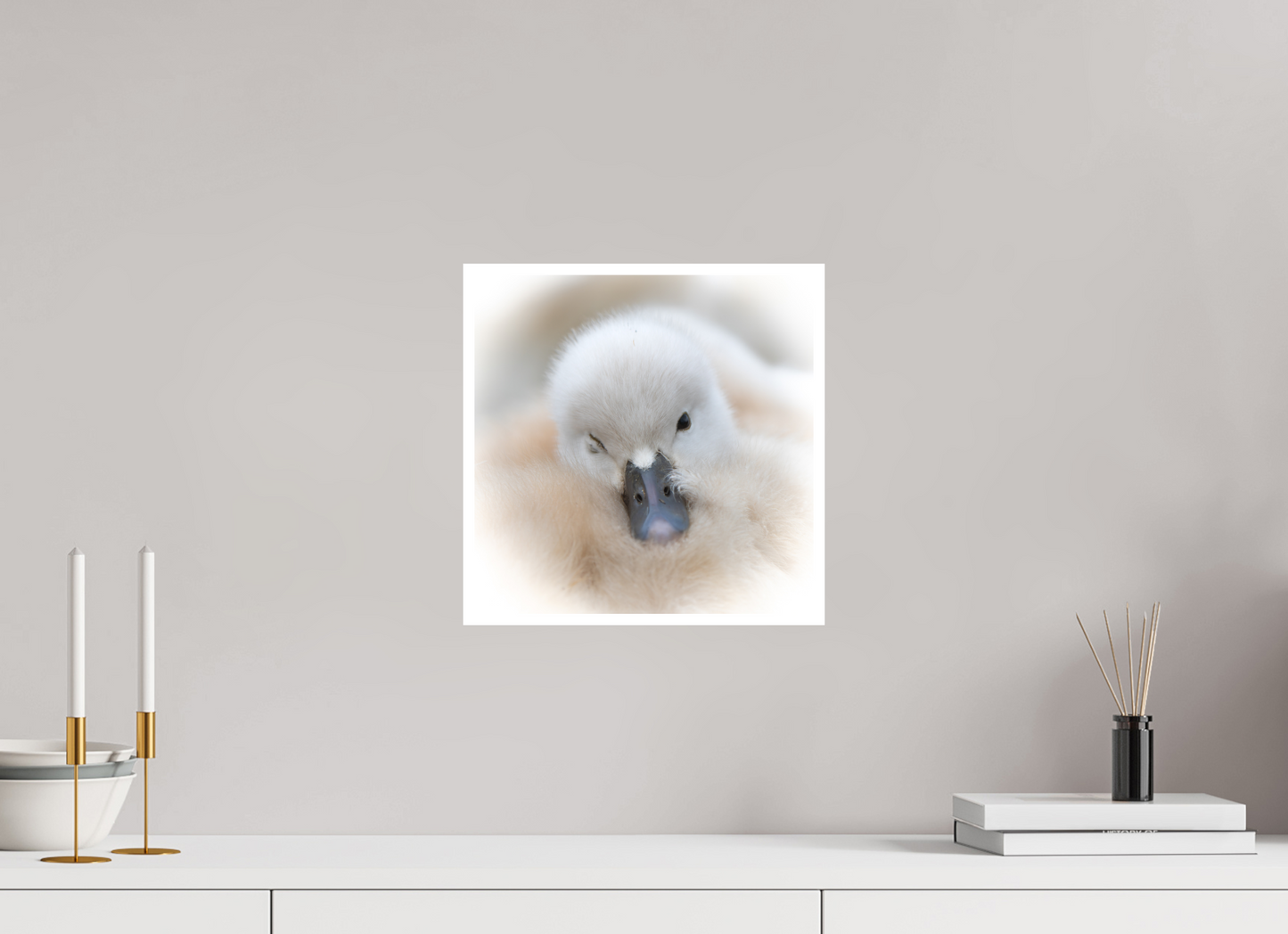 Cygne tuberculé | bouille d’amour