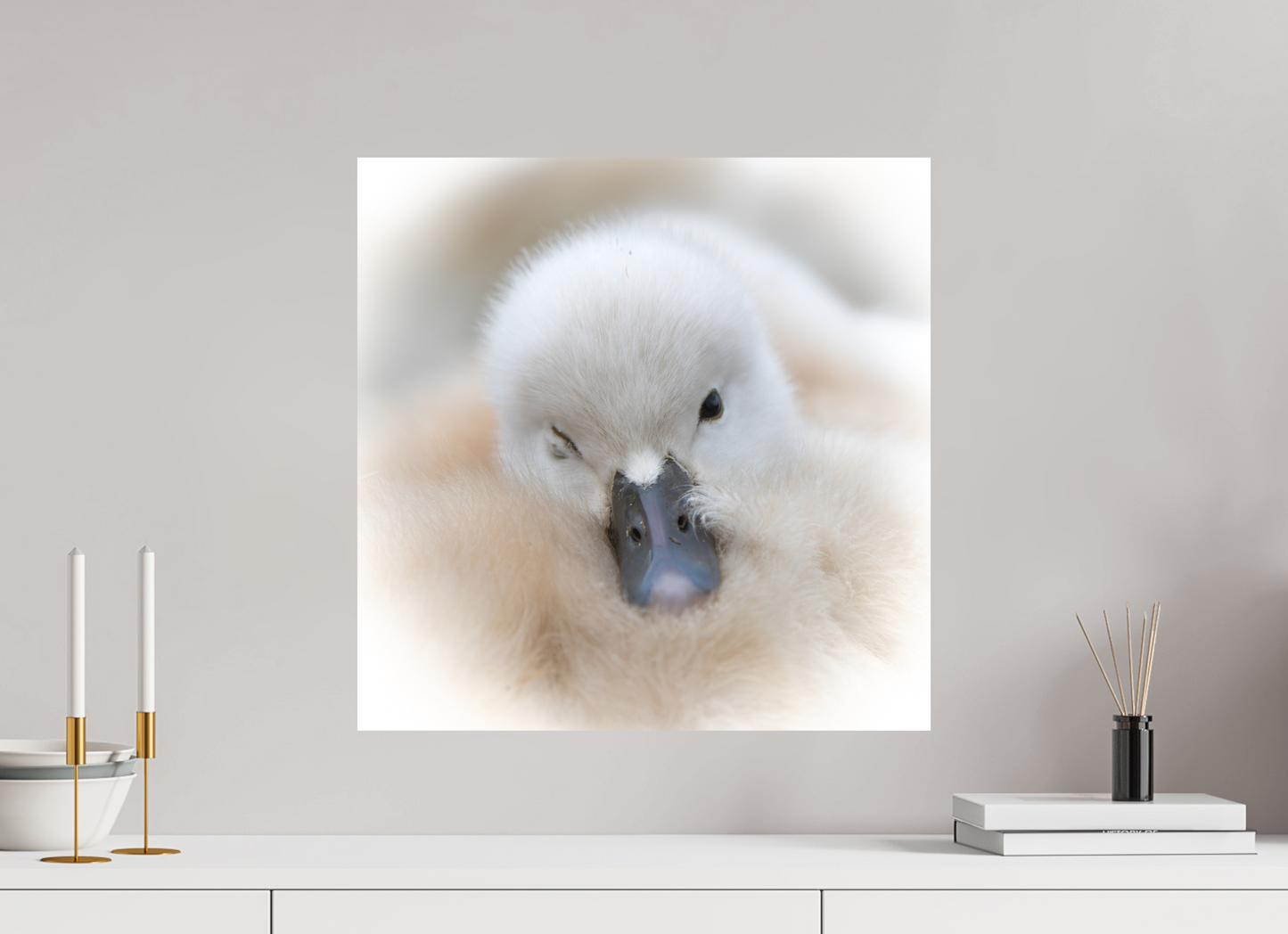 Cygne tuberculé | bouille d’amour