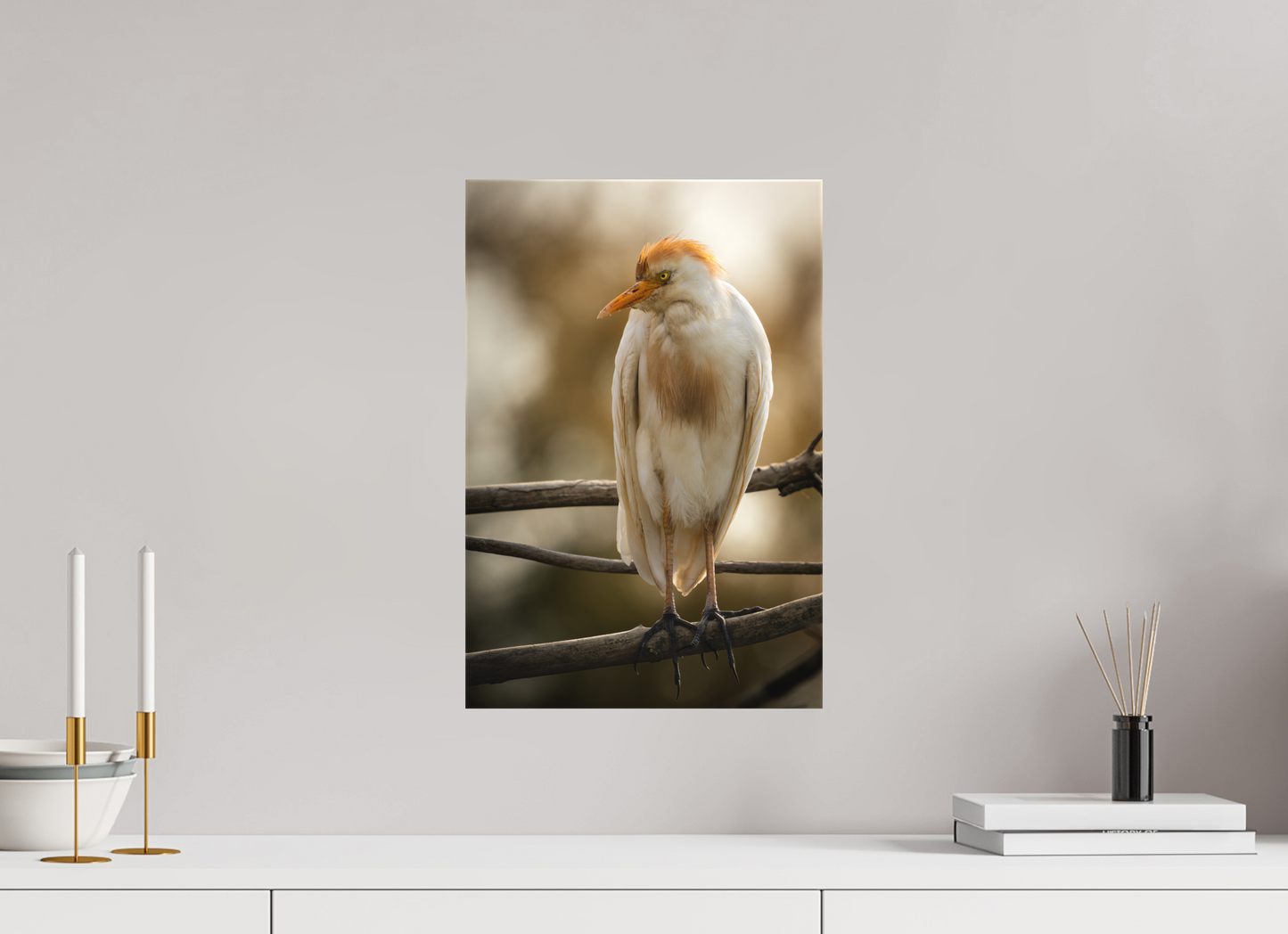 Héron Garde-bœuf | la fausse aigrette
