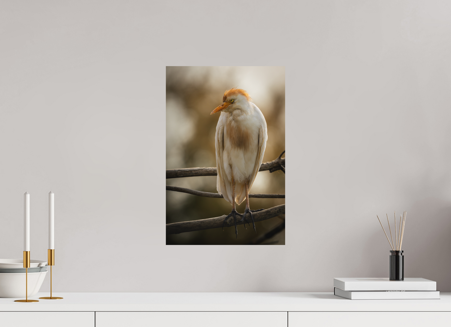 Héron Garde-bœuf | la fausse aigrette