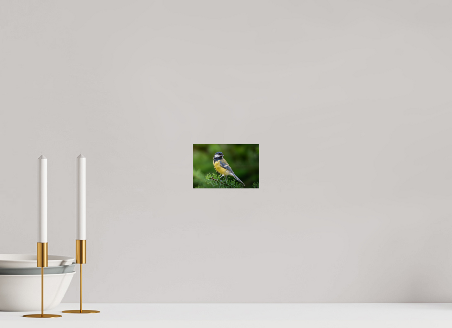 Mésange Charbonnière | la reine des mésanges