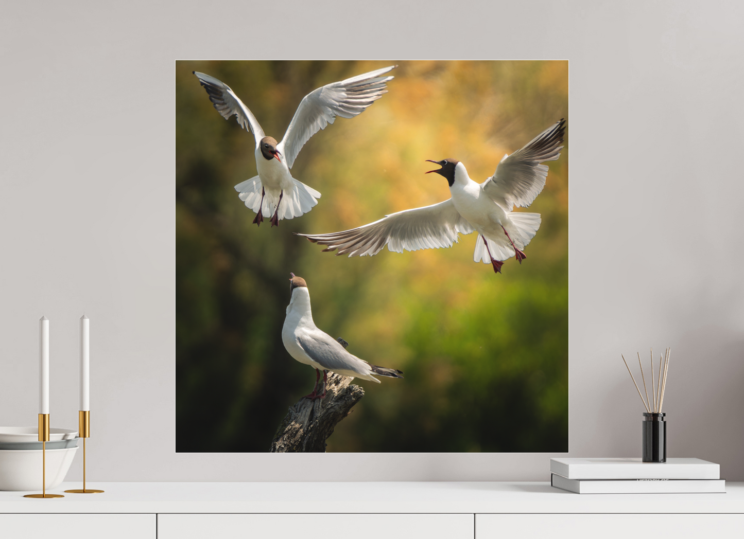 Mouette Rieuse | la guerre du trône