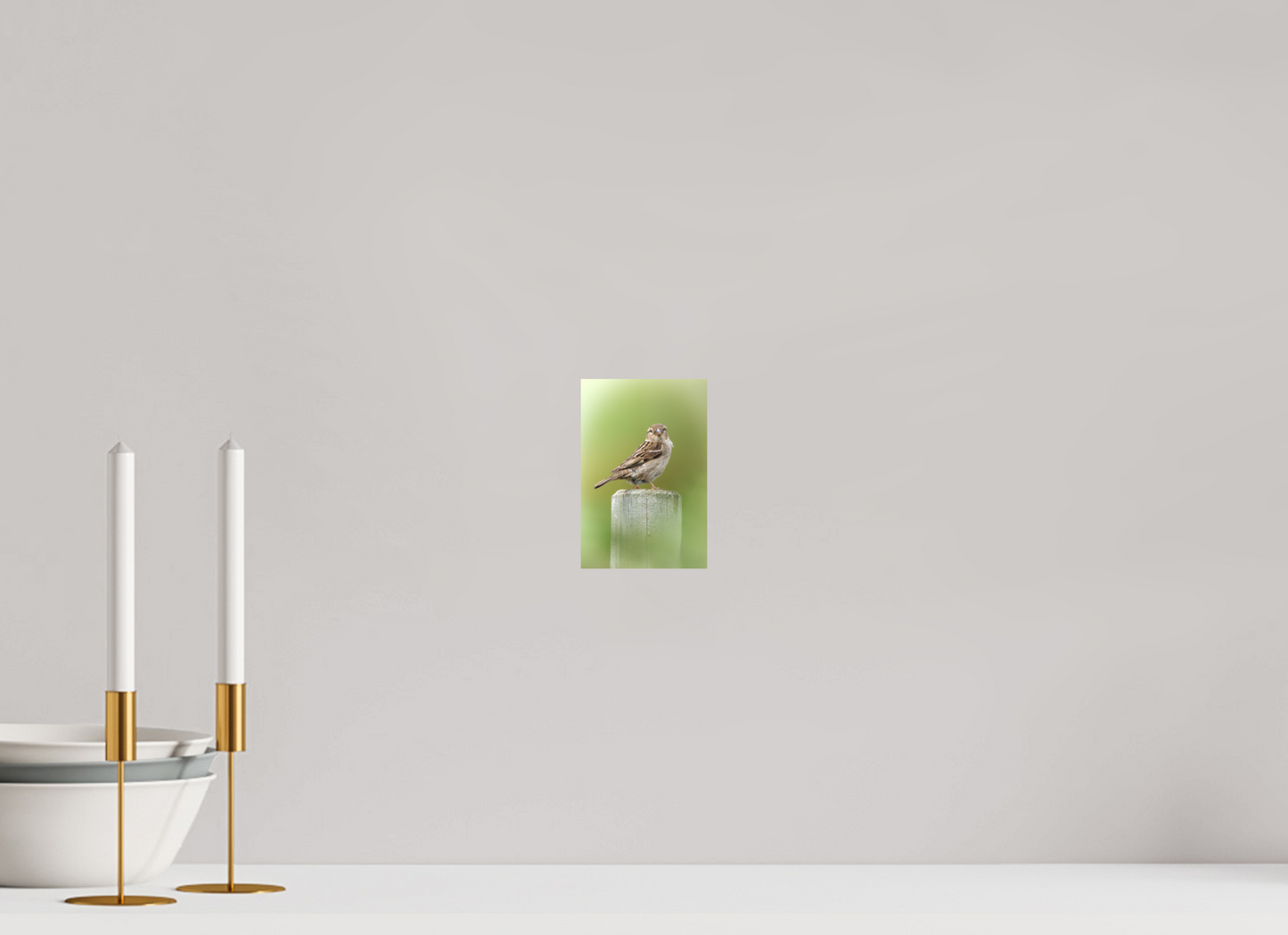 Moineau domestique | un regard mignon