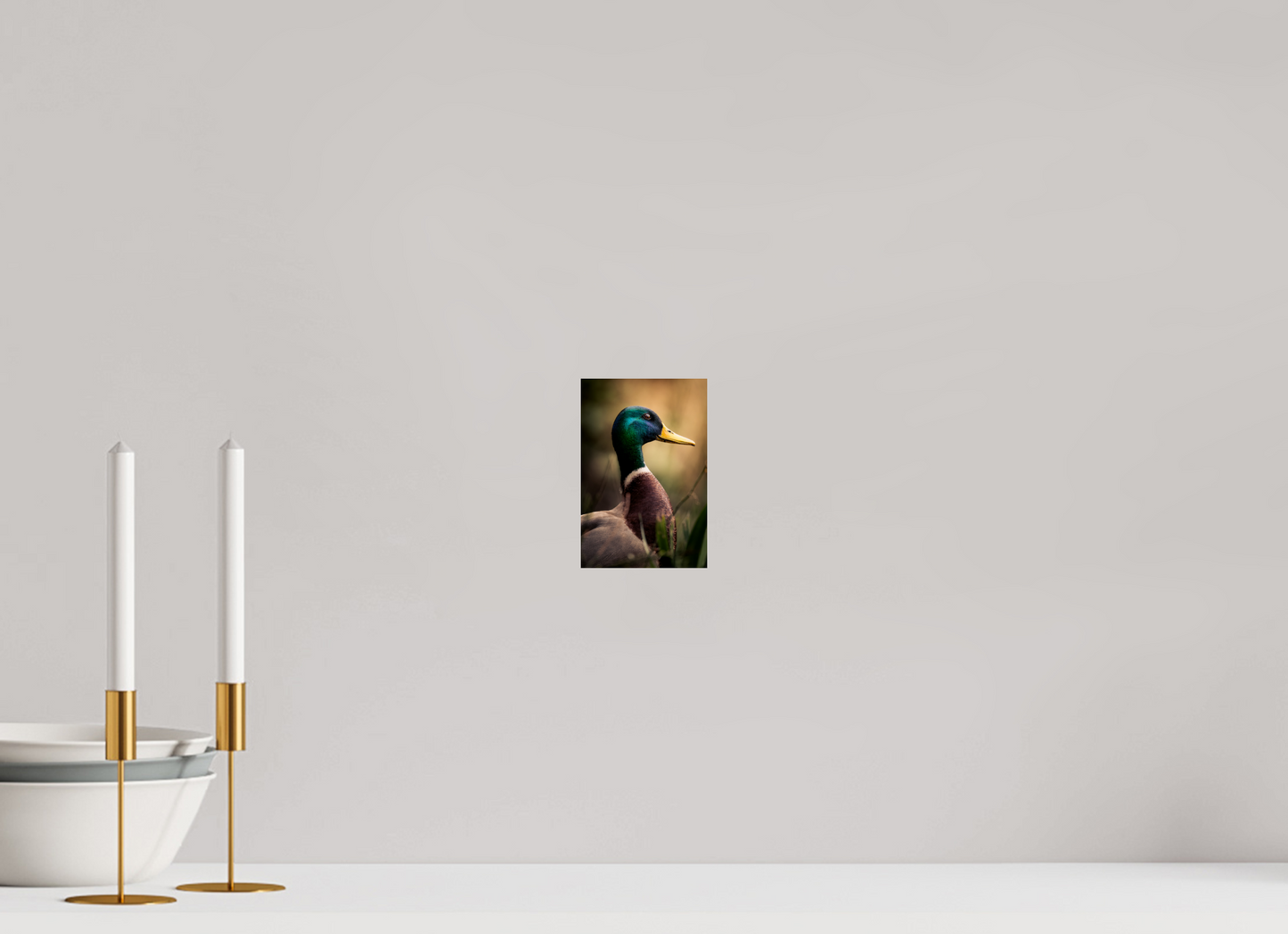 canard Colvert | le roi des canards