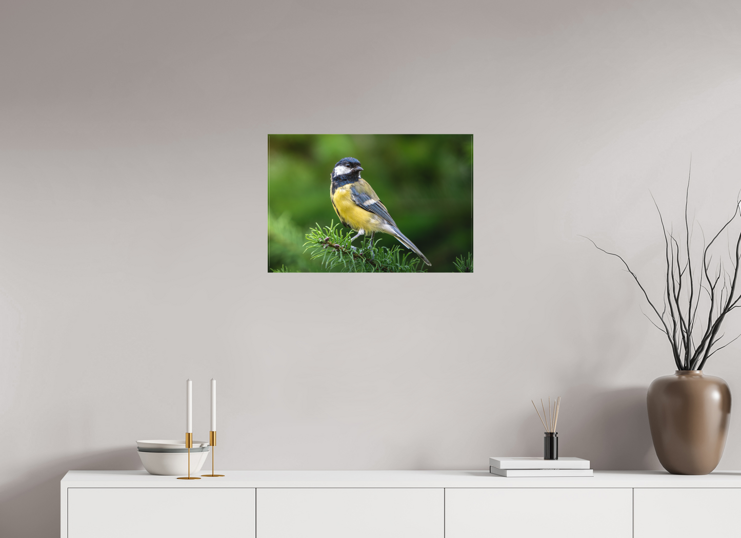 Mésange Charbonnière | la reine des mésanges