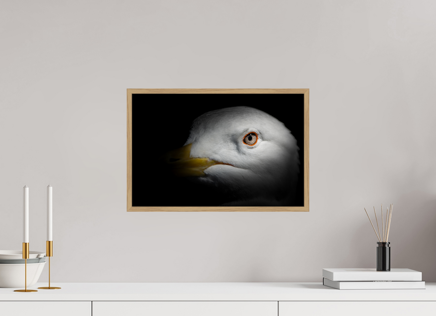 Goéland Leucophée | l'oeil d'argent