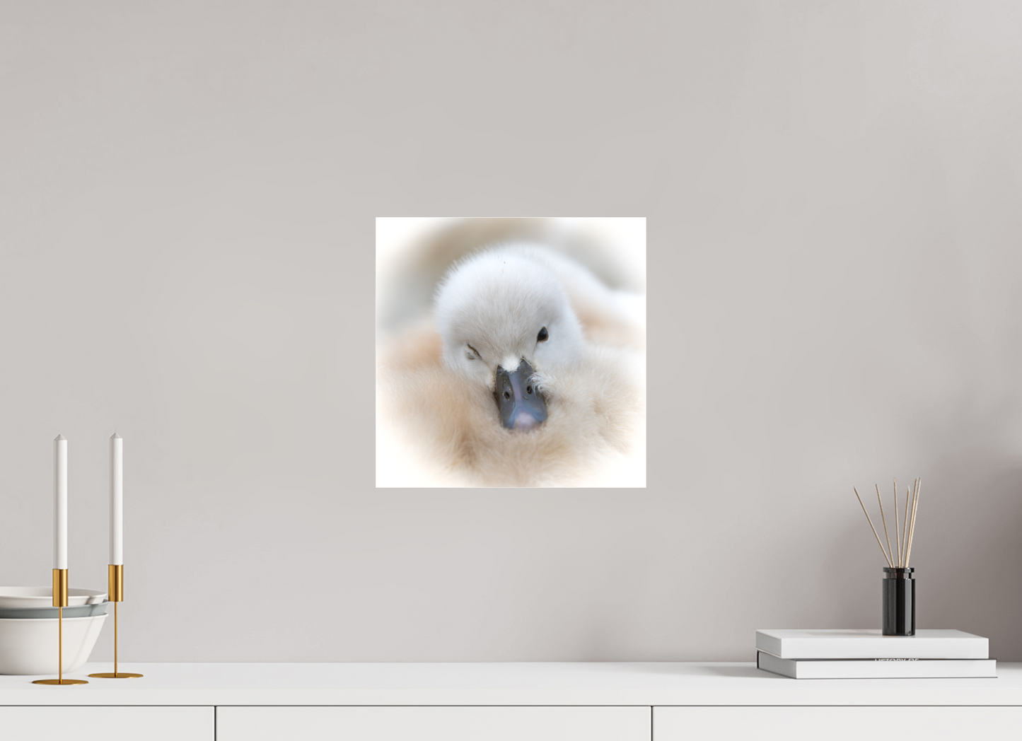 Cygne tuberculé | bouille d’amour