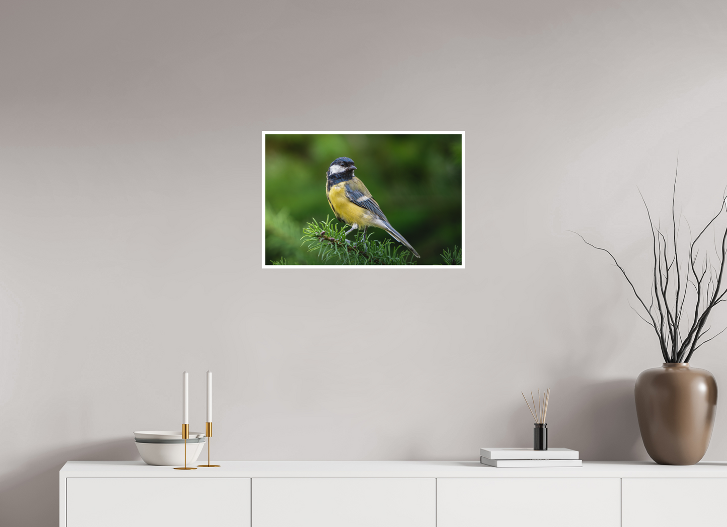 Mésange Charbonnière | la reine des mésanges