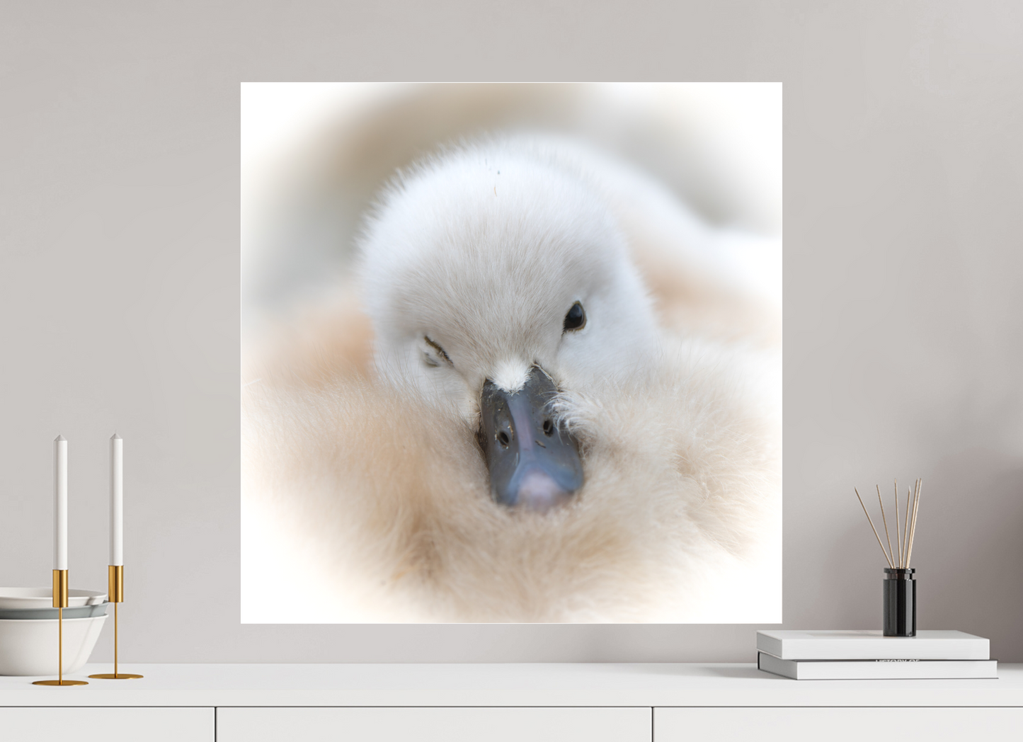 Cygne tuberculé | bouille d’amour