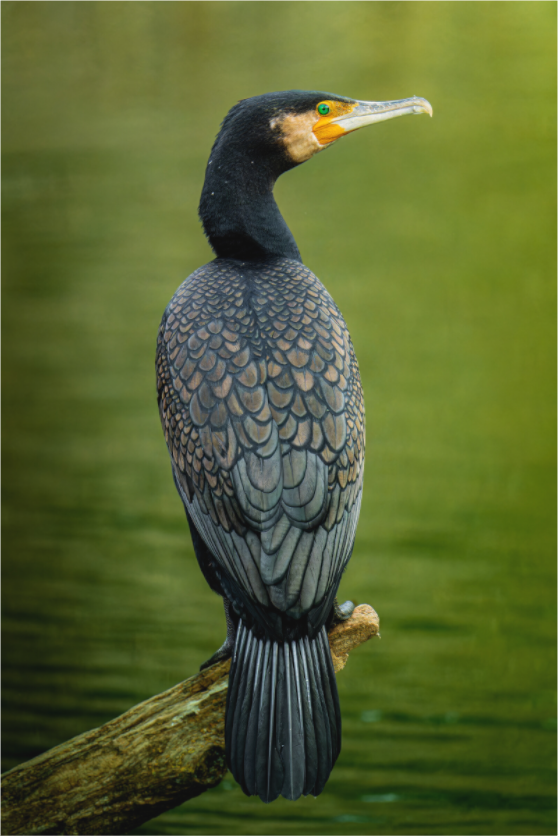 Plumage d'Ardoise