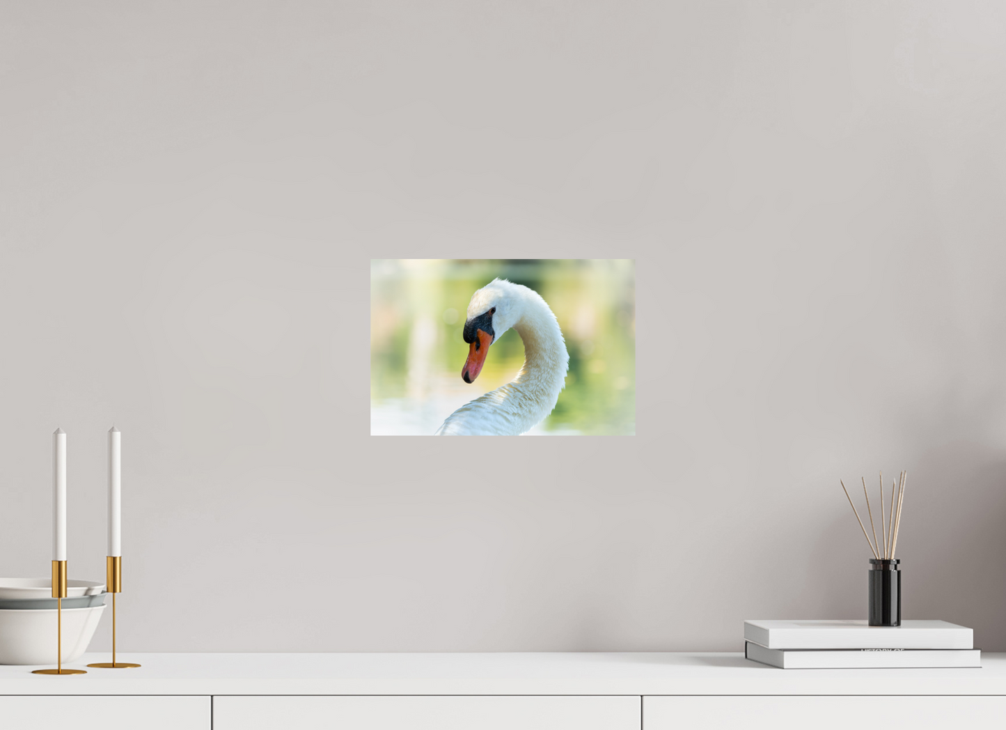 Cygne tuberculé | un doux portrait