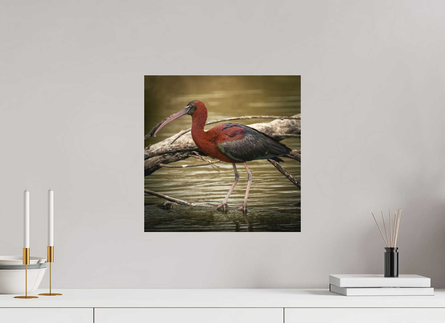 Ibis Falscinelle | un plumage cuivré