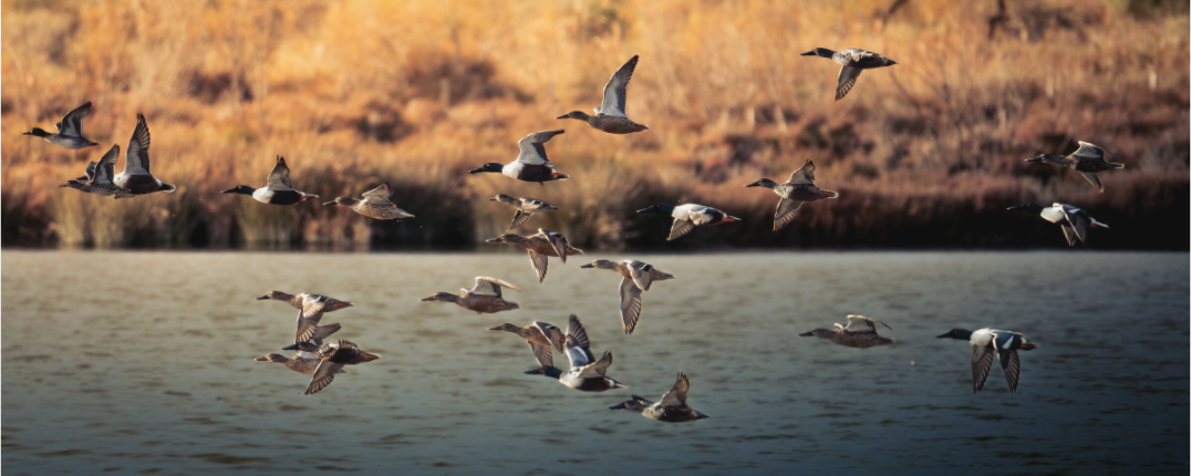 canard Souchet & Sarcelle d'hiver | l'envol migratoire