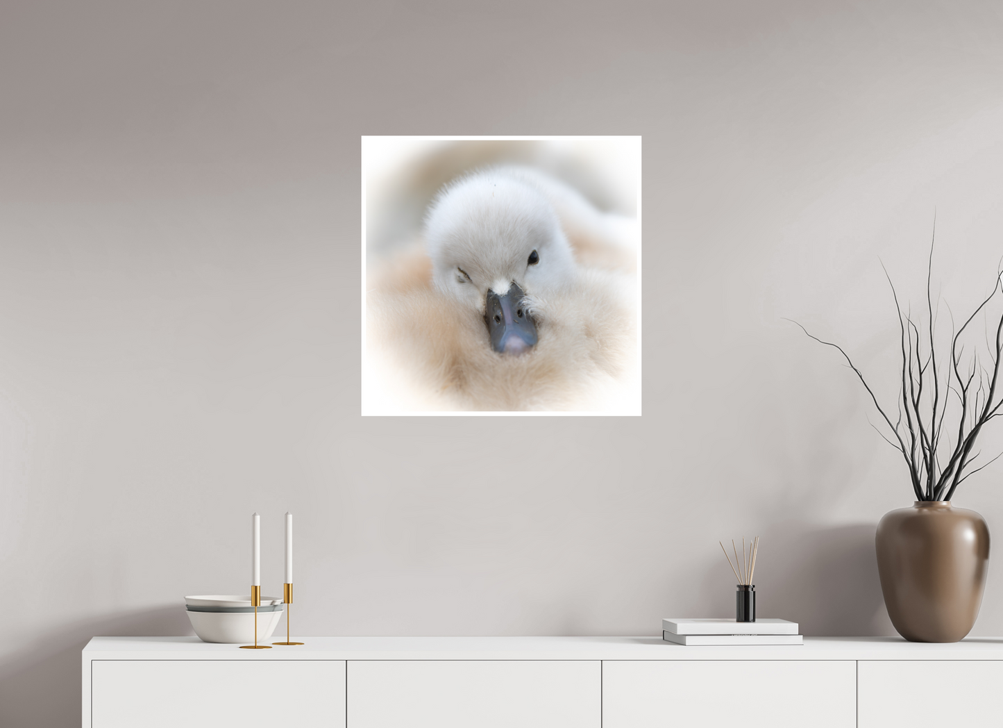 Cygne tuberculé | bouille d’amour