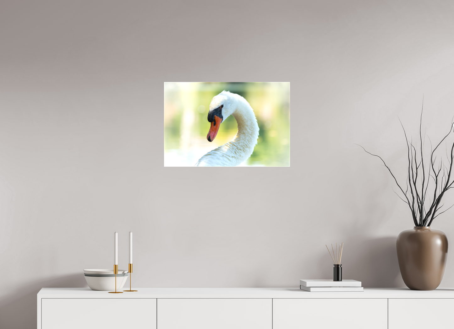Cygne tuberculé | un doux portrait