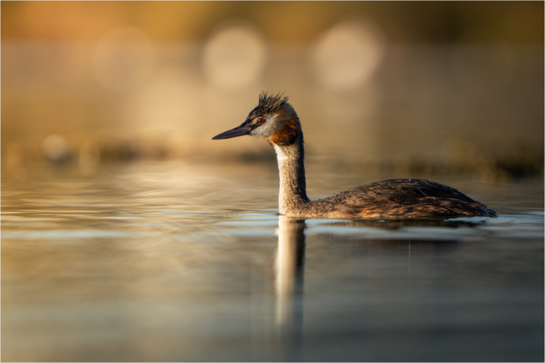 Grèbe Huppé | reflet de l’aube