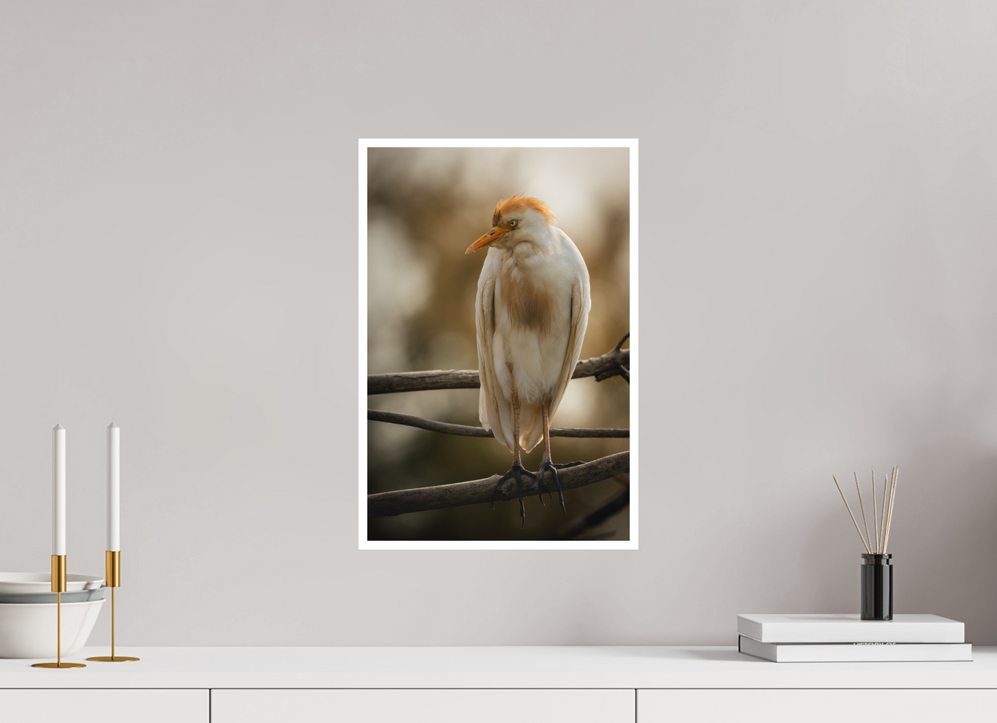 Héron Garde-bœuf | la fausse aigrette