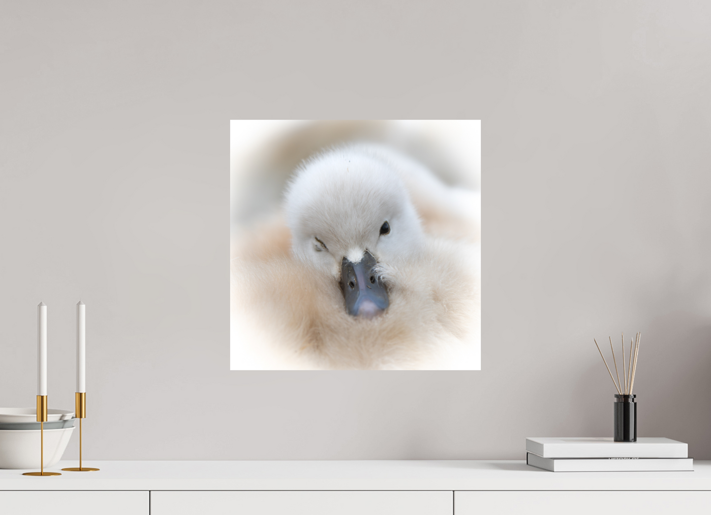 Cygne tuberculé | bouille d’amour