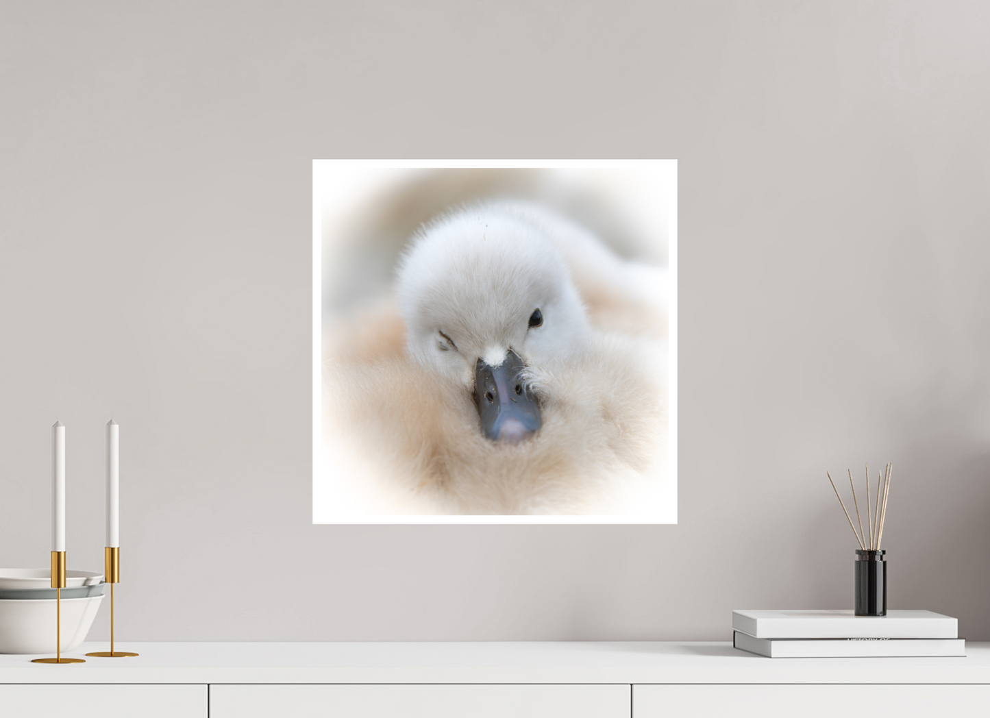 Cygne tuberculé | bouille d’amour