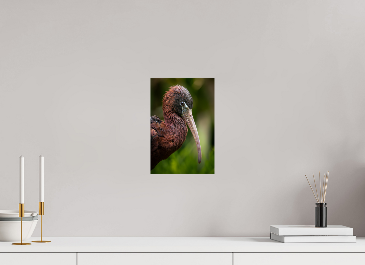 Ibis Falcinelle | un long bec courbé
