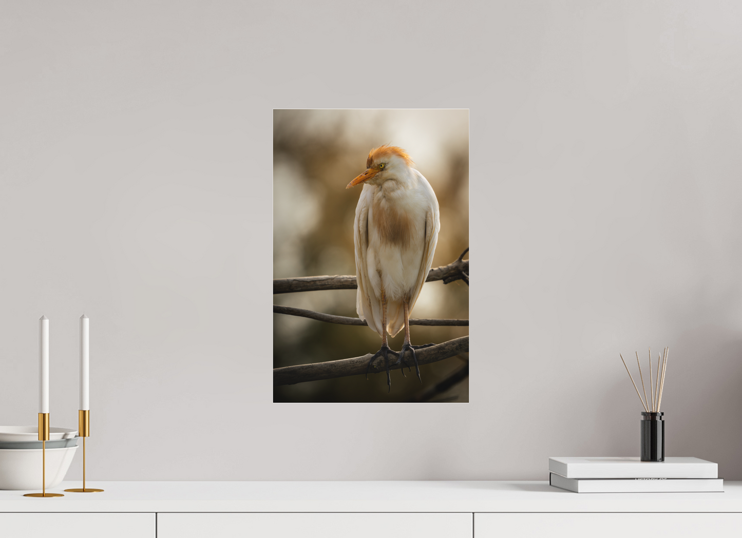 Héron Garde-bœuf | la fausse aigrette
