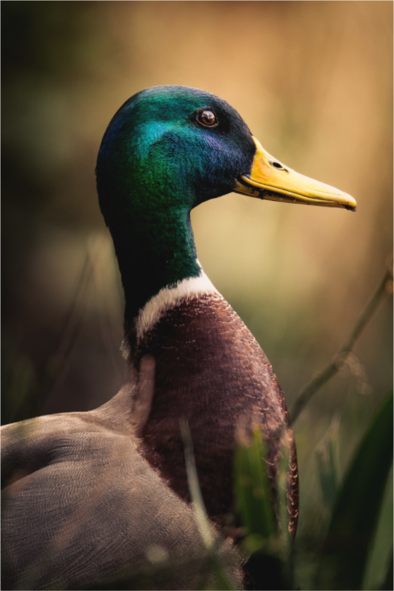 canard Colvert | le roi des canards