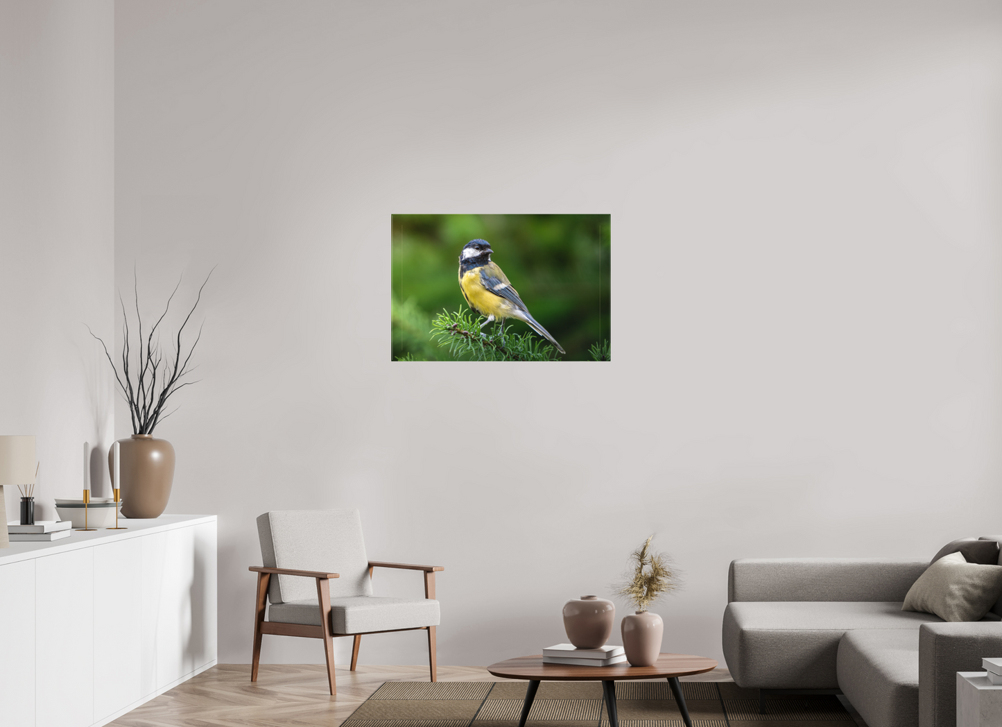 Mésange Charbonnière | la reine des mésanges
