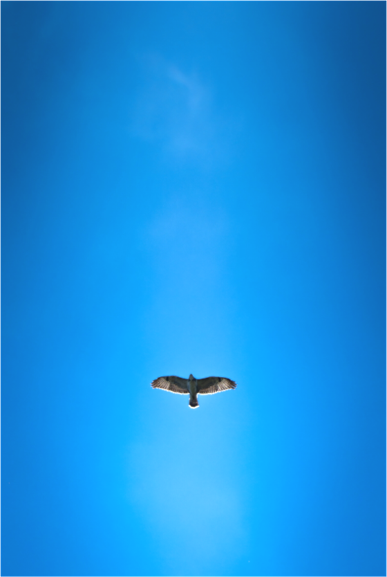 Buse variable | solitude aérienne