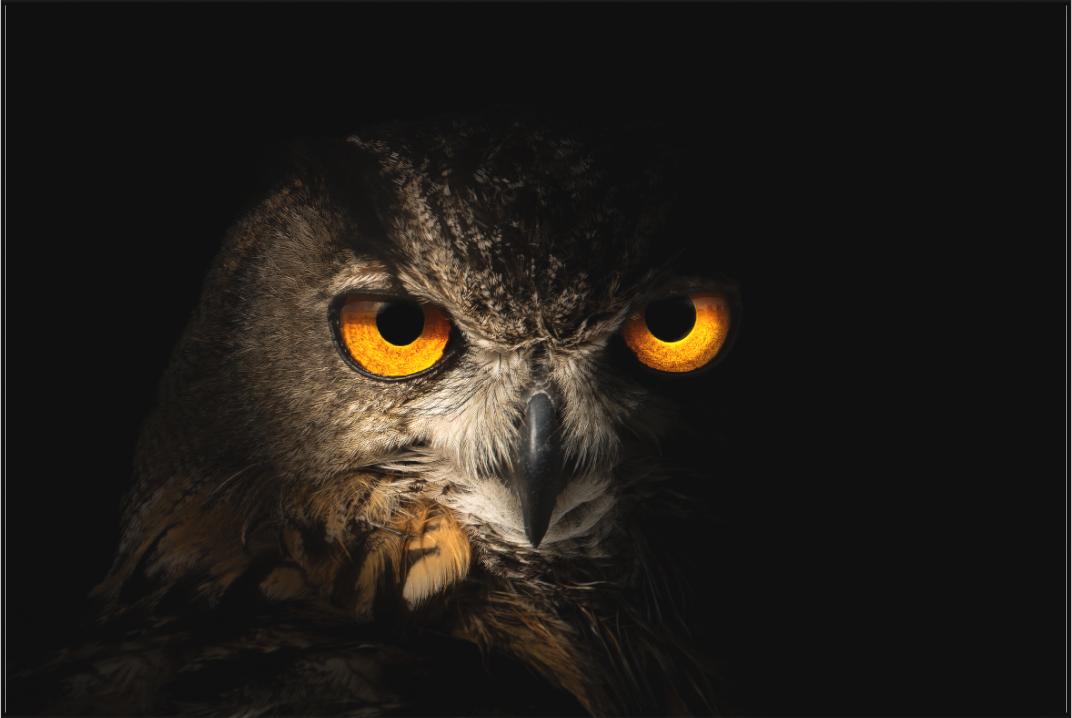 Hibou Grand-duc d’Europe | le seigneur des ténèbres