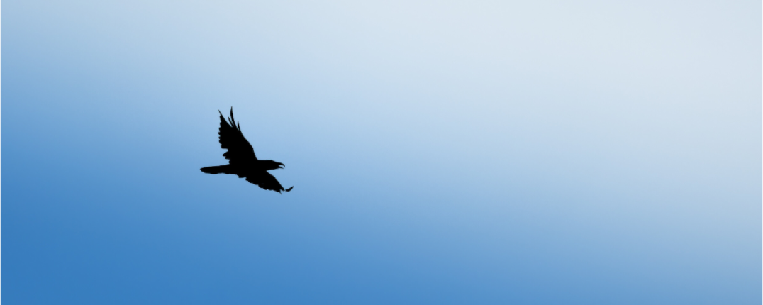 Grand Corbeau | noir et bleu