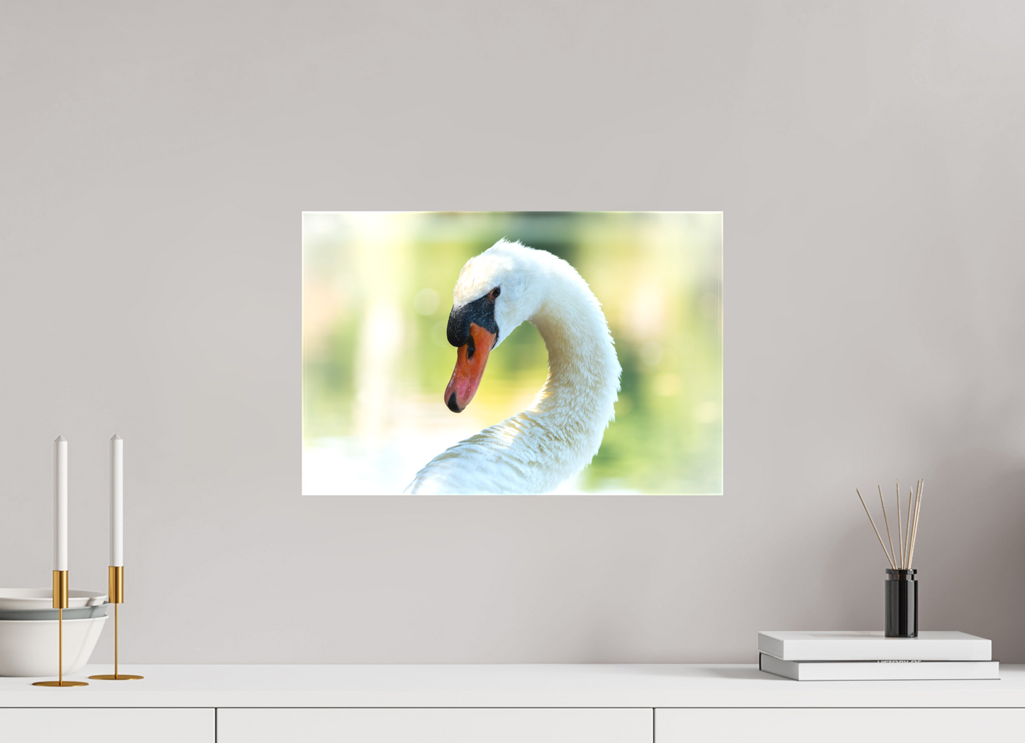 Cygne tuberculé | un doux portrait