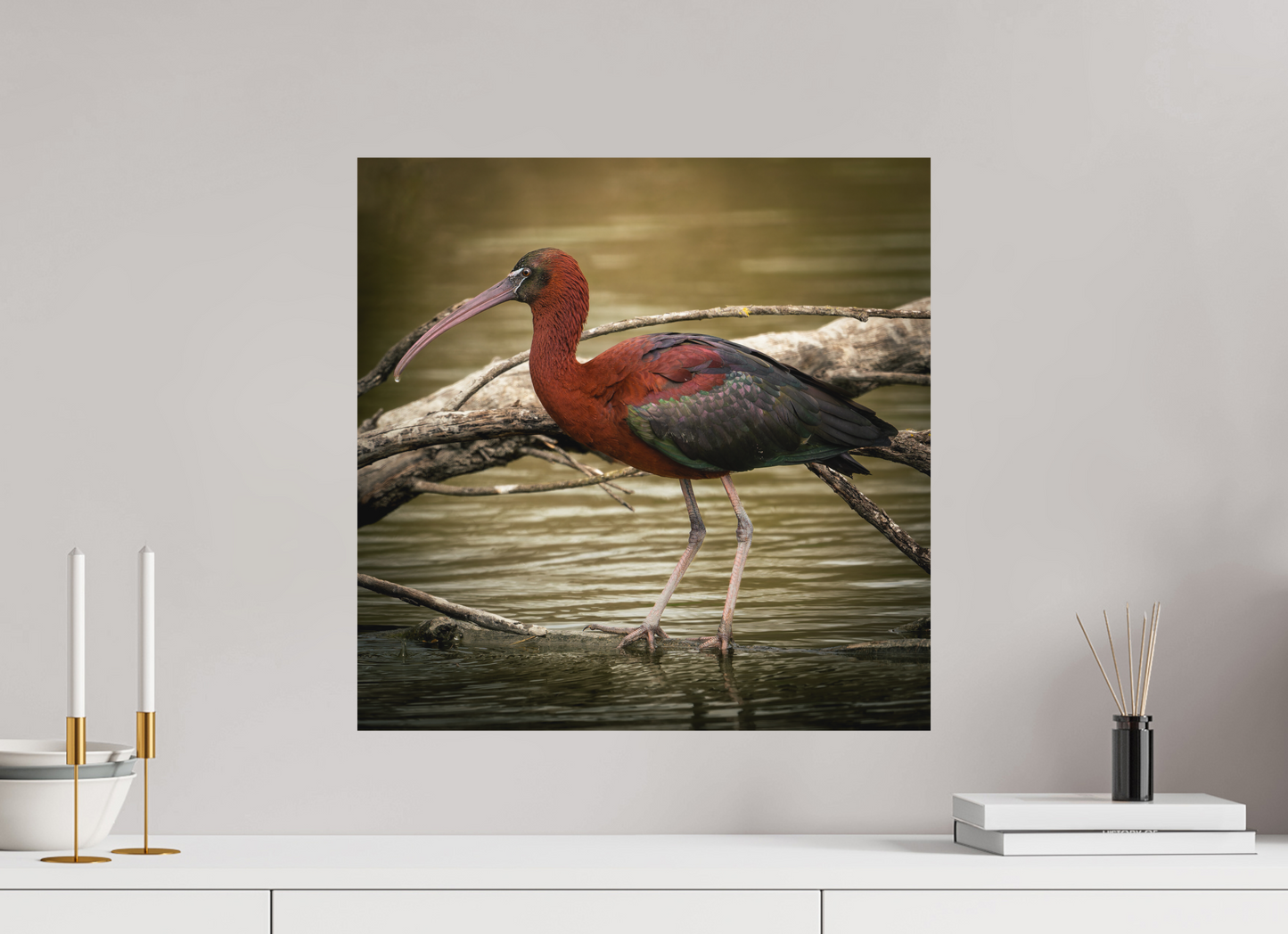 Ibis Falscinelle | un plumage cuivré