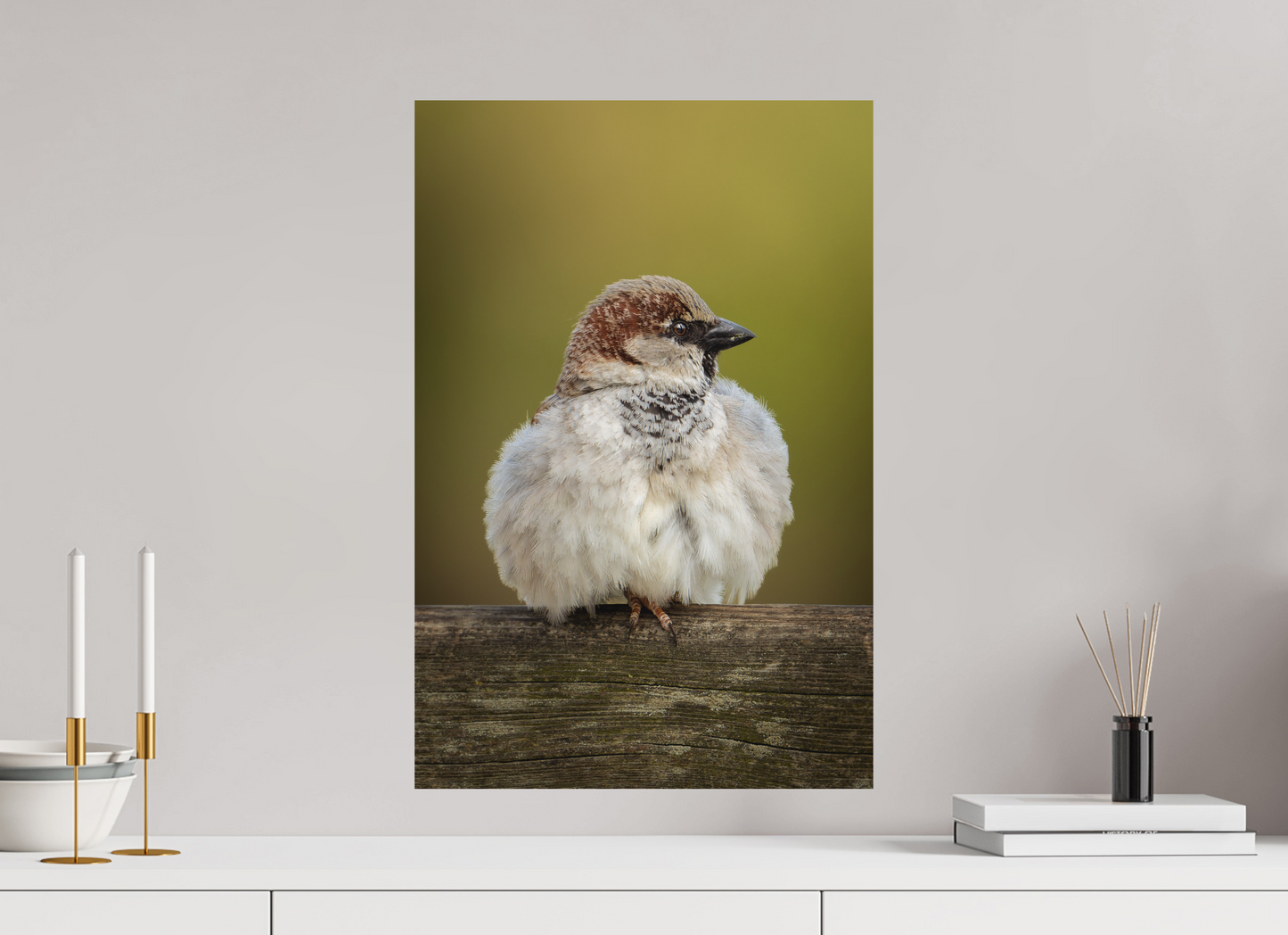 Moineau domestique | la boule de plume