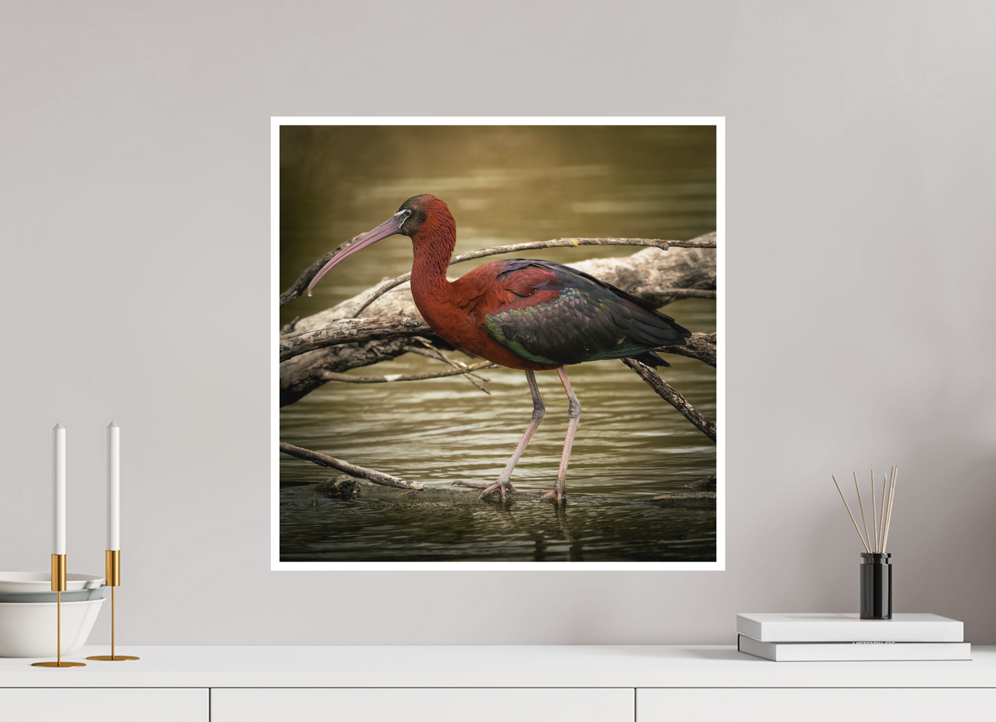 Ibis Falscinelle | un plumage cuivré