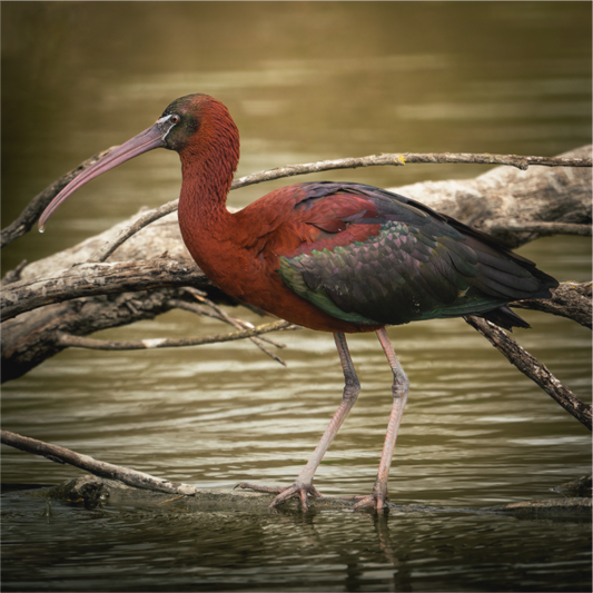 Ibis Falscinelle | un plumage cuivré