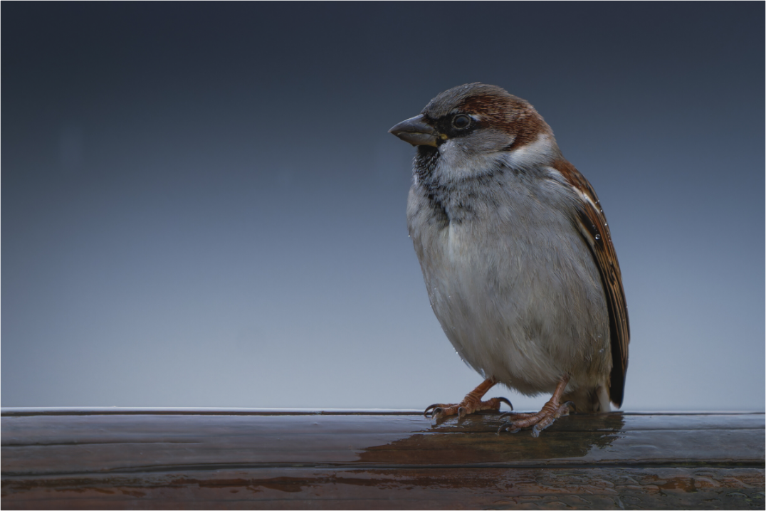 Main image Ciel de Givre