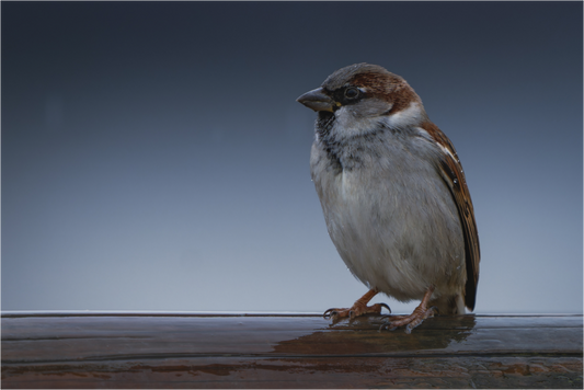 Main image Ciel de Givre