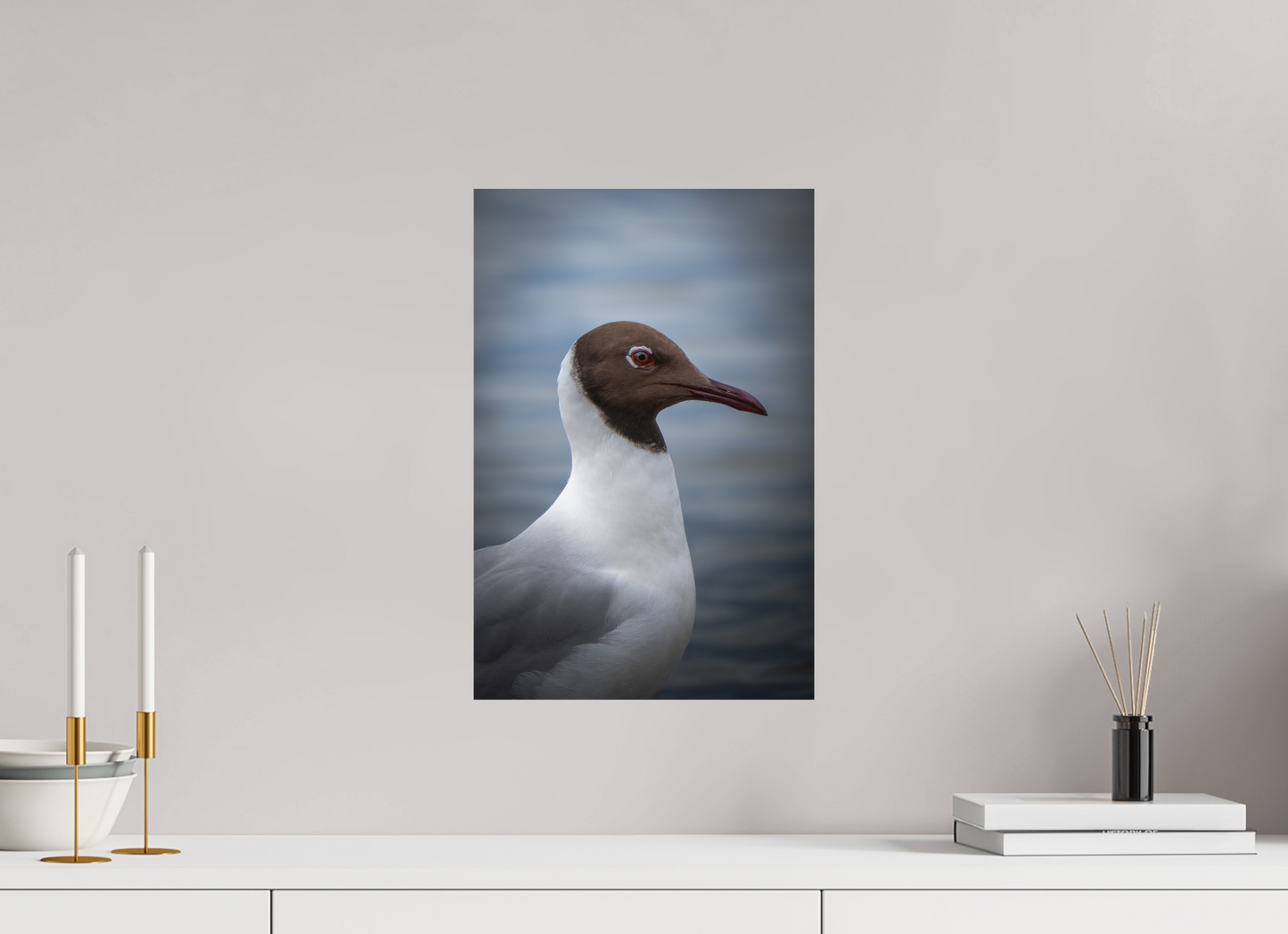 Mouette rieuse | le casque brun