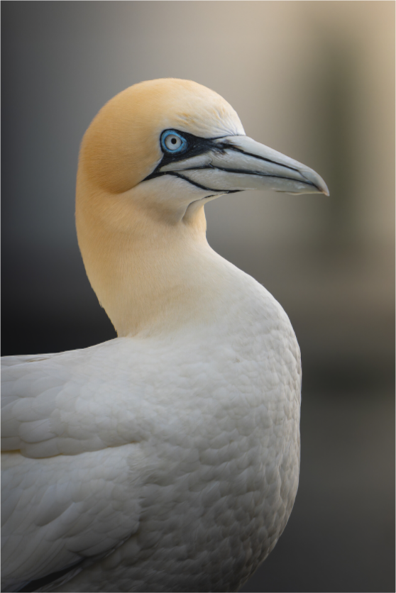 Main image Dieu des Mers