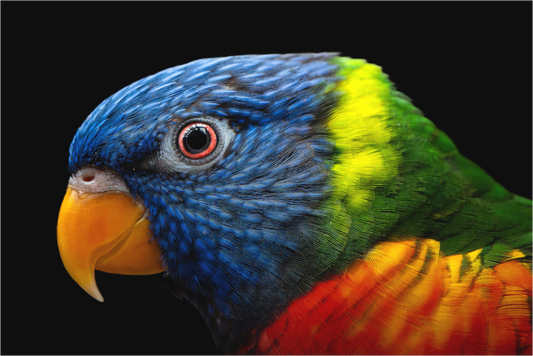 Loriquet arc-en-ciel | l'oiseau multicolore