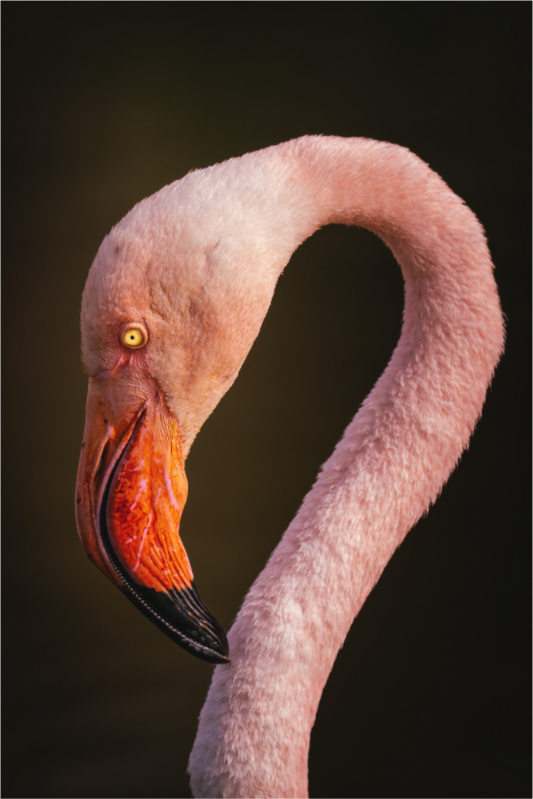 Flamant Rose | des couleurs mortel